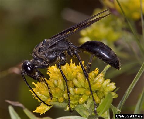 Schwarzer hornet-insekt. - Hoher Kalifornien.