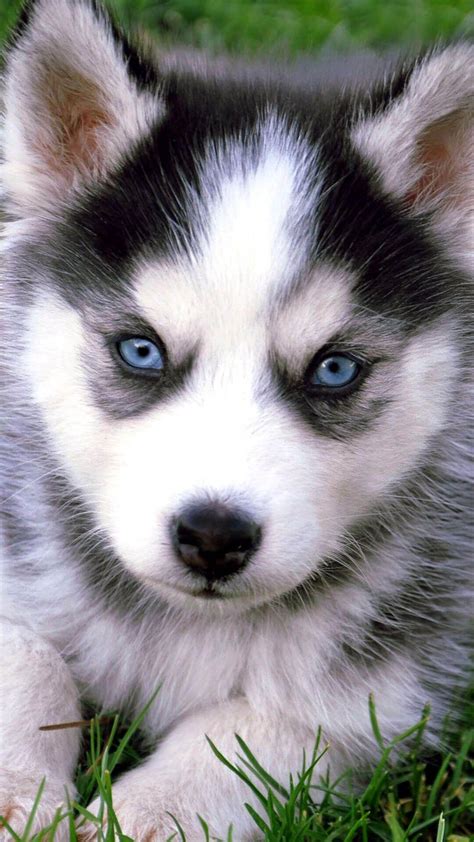 Husky Puppies Wallpapers - Top Free Husky Puppies Backgrounds - WallpaperAccess