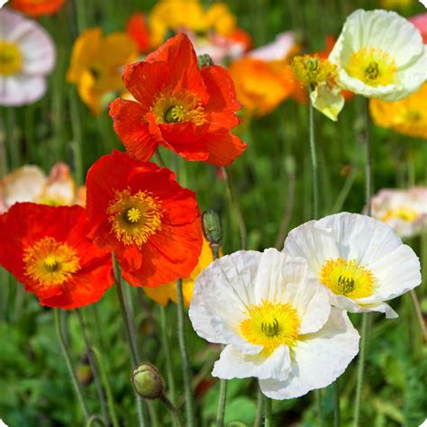 Poppy Seeds - Iceland Mix – The Incredible Seed Company Ltd