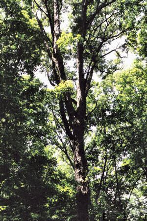 Connecticut State Tree White Oak Quercus alba