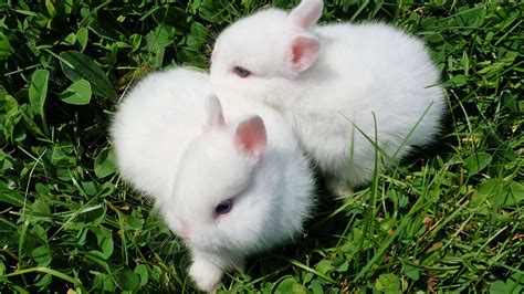 Download White And Fluffy Baby Bunnies Wallpaper | Wallpapers.com