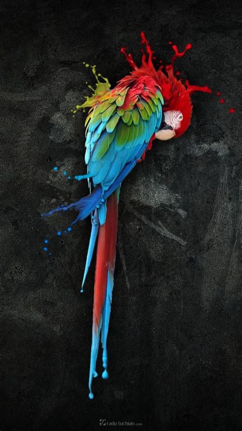 FREE IPHONE WALLPAPERS: Photo #illustration | Bird art, Parrots art, Colorful paintings