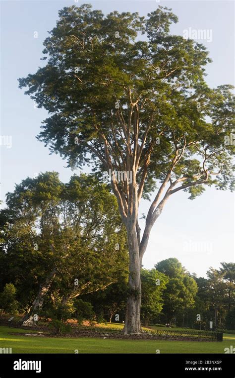 Heritage trees, Singapore Botanic Gardens Stock Photo - Alamy