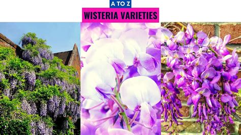 Wisteria Varieties A to Z - YouTube