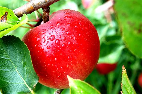 apple - Agrichem de México