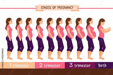 Pregnancy stages flat vector illustration. Pregnant woman and birth ...