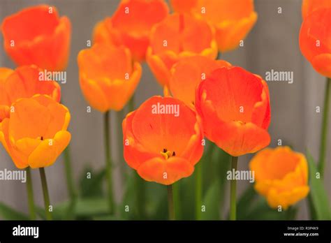 Spring flowers, Butchart Gardens, Saanich Peninsula, Victoria, British Columbia, Canada Stock ...