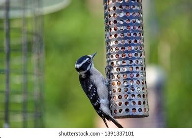 776 Downy woodpecker feeder Images, Stock Photos & Vectors | Shutterstock