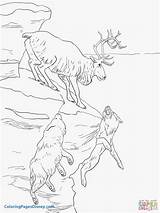 Caribou Coloring Page Pages sketch template