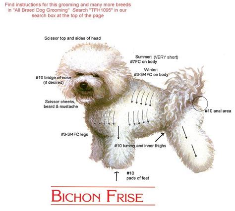 30 best bichon frise images on Pinterest | Bichon frise, Doggies and Bichons