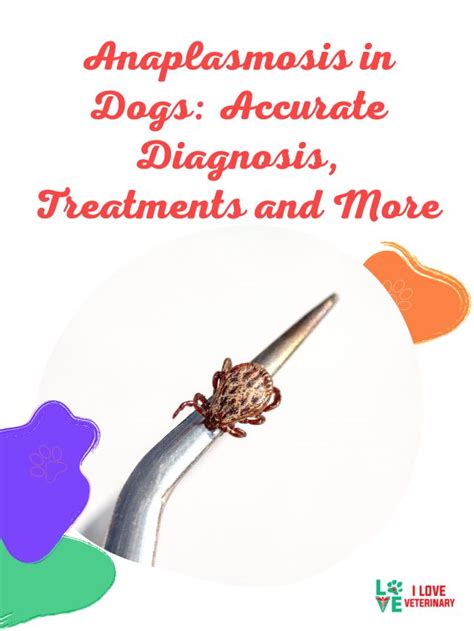 Anaplasmosis in Dogs: Accurate Diagnosis, Treatments and More - I Love ...