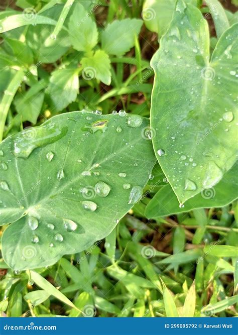 Dew Water on Green Wild Plants Stock Photo - Image of green, wild ...