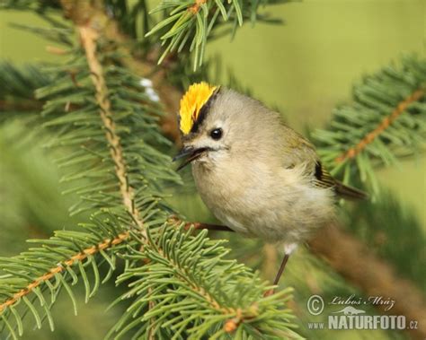 Regulus regulus Pictures, Goldcrest Images, Nature Wildlife Photos | NaturePhoto