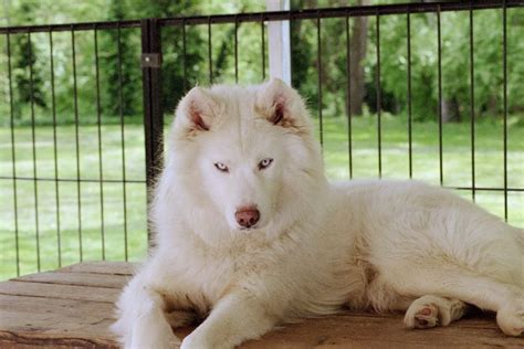 Beautiful White Siberian Husky Pups for Sale #SiberianHusky | Mascotas bonitas, Mascotas