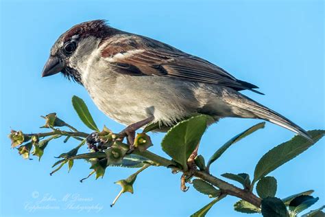 Anglesey Wildlife 2018 | Flickr