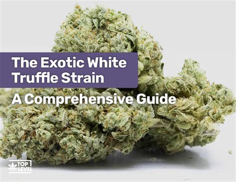 The Exotic White Truffle Strain - A Comprehensive Guide