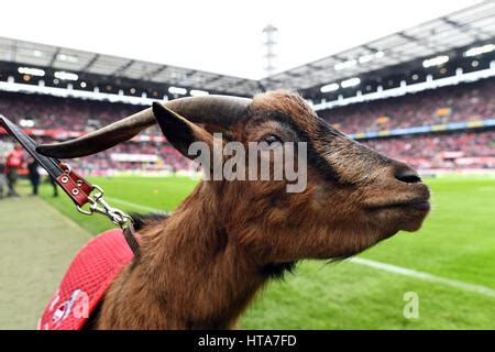 Hennes the Billy Goat, mascot for 1. FC Koeln, 2nd Bundesliga, German ...