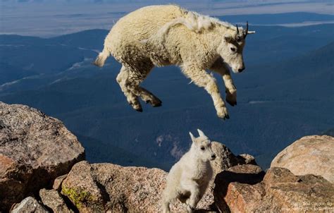 "Mountain goats [Oreamnos americanus] jump in Colorado [USA]. Photo by National Wildlife Photo ...