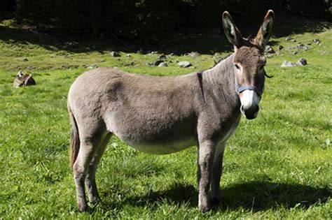 Animals, Pet donkey, Farm animals