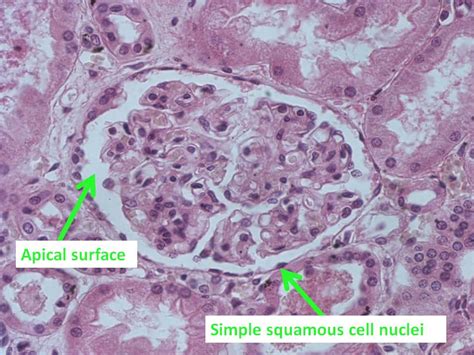 Simple Squamous Epithelium, kidney, apical surface | Flickr