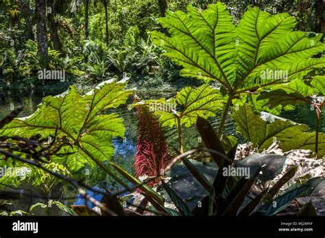 Lush forest panama hi-res stock photography and images - Alamy