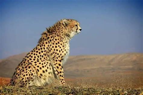 Asiatic Cheetah | Species Facts, Conservation - BigCatsWildCats