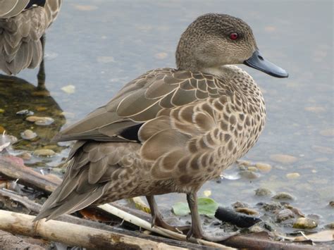 Grey Teal (Blue Mountains Birds) · iNaturalist