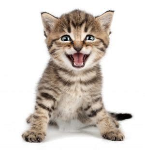 Why Do Cats “Meow” and Vocalize? - Cat Friendly Homes