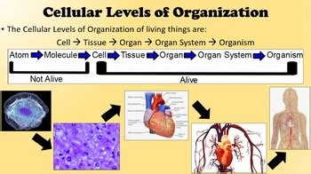 Cellular Levels of Organization: Student Power Point Template | TPT