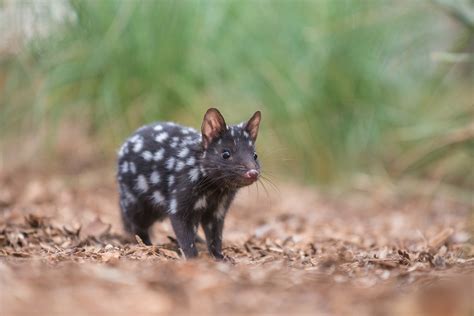 Eastern Quoll | Sean Crane Photography