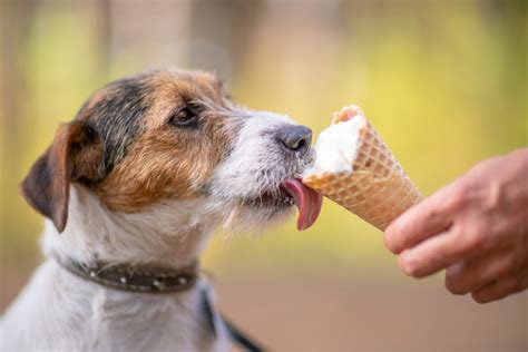 Dog Eating Ice Cream Outdoors - Simplemost