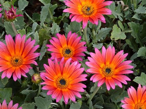 How to Plant and Grow African Daisy