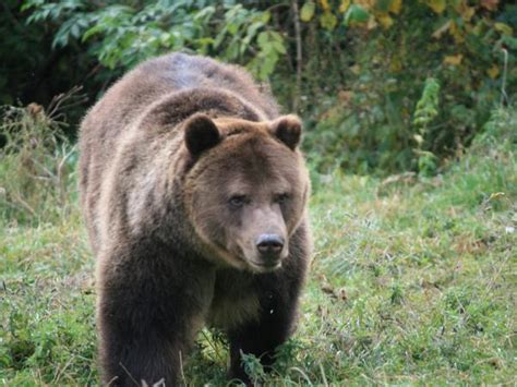 Romania wildlife vacation, bear tracking and birdwatching | Responsible Travel