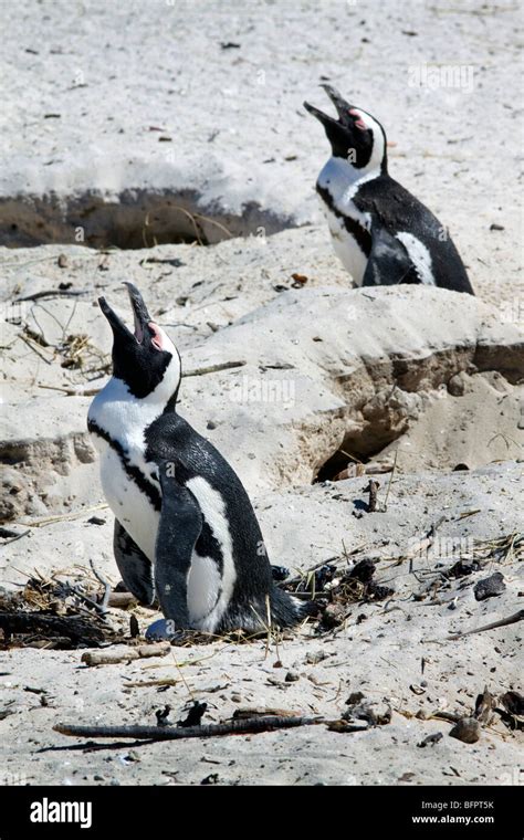 Breeding African Penguins at Boulders Beach, Cape Town, South Africa Stock Photo - Alamy