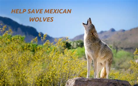 Action Alert: Help Ensure the Survival of the Mexican Gray Wolf - Rewilding