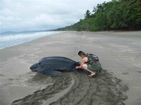 Leatherback Turtle — SEE Turtles