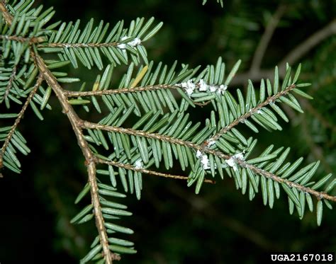 hemlock woolly adelgid (Adelges tsugae)