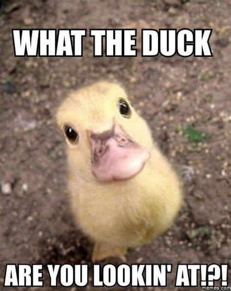 20 Totally Adorable Duck Memes You Won't Be Able To Resist - SayingImages.com