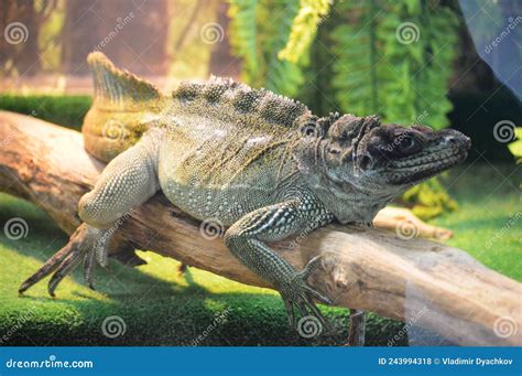 Land lizards stock photo. Image of habitat, brown, lizard - 243994318