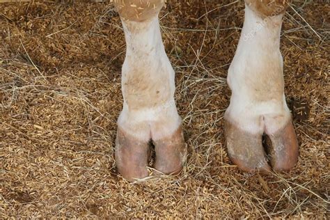 cow hoof feet — Stock Photo © aodaodaodaod #32443779