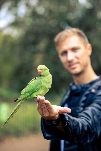 Premium Photo | Colorfull parrot eating nuts from human hand macaw bird in park