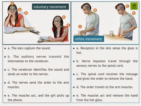 Voluntary Movement And Involuntary Movement