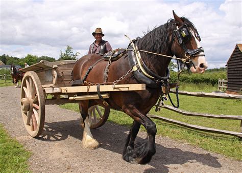 Horse & Cart..Dad used to have two show Cart Horses..He won many ...