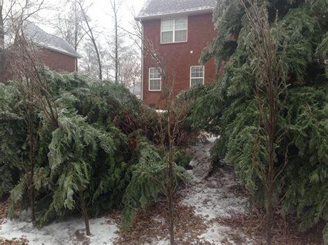 How to Protect Trees from Ice Storm Damage