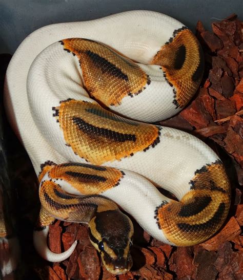 Reptiles Amphibians & Fish: PIEBALD ROYAL PYTHON - Python regius