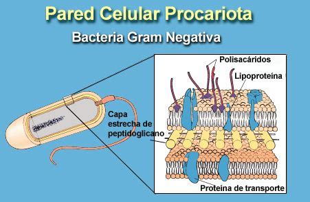 Pin en Célula procariota