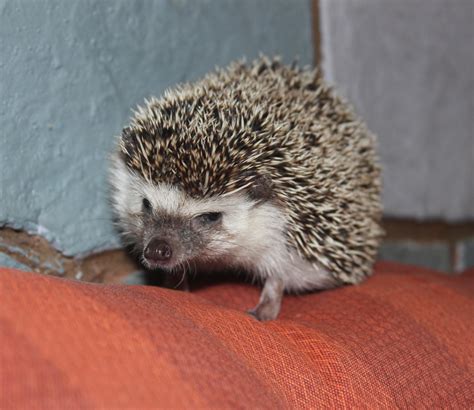 Mikey the African Pygmy Hedgehog – Connecticut Wildlife Center