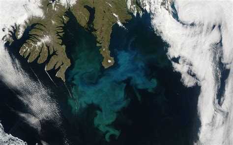 Phytoplankton bloom – Climate Change: Vital Signs of the Planet