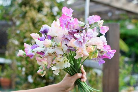 Growing Sweet Peas ~ Lovely, Scented Cut Flowers | Freckled Californian ...