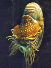 Nautilus - Wikipedia